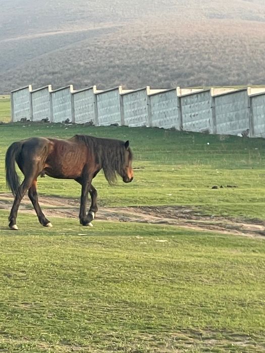 Уйырге айгыр сатылады
