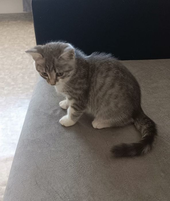 Отдам котенка в добрые руки