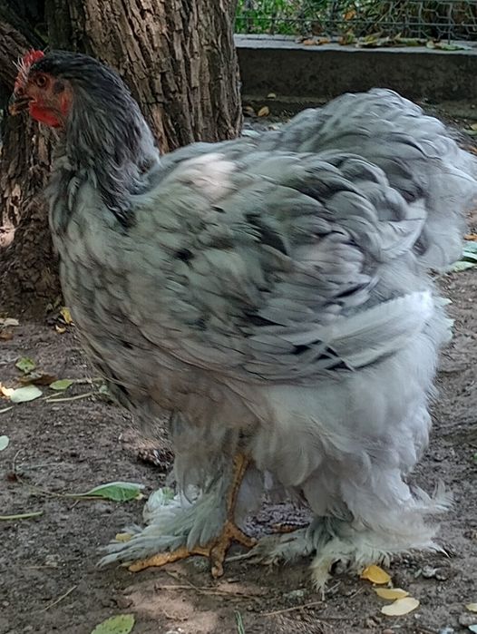 Vand pasari de rasa si iepuri ugg