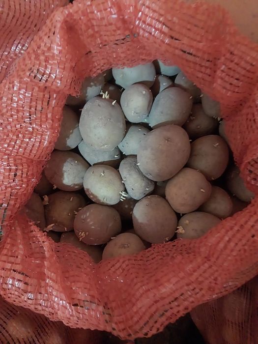 Семена картошки белая находится в Сортировке