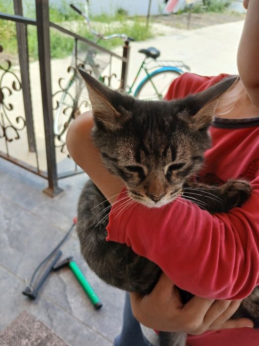 Котенок в добрые руки