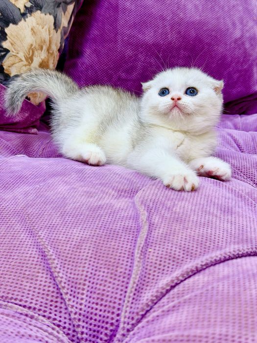 Шотланский Скоттиш Фолд! Шиншилла Серебро!