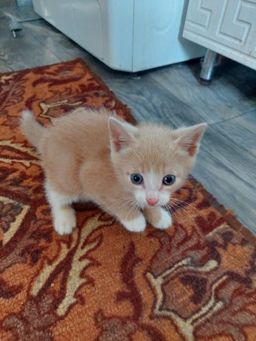 Котёнок в добрые руки