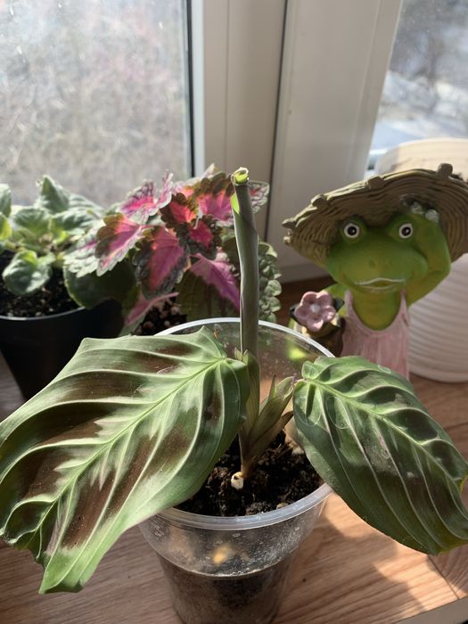 Домашние растения