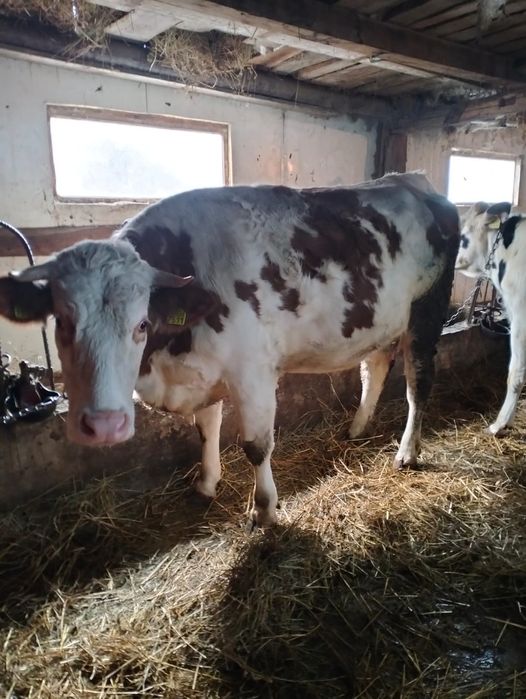 Vand 2 tauras baltat