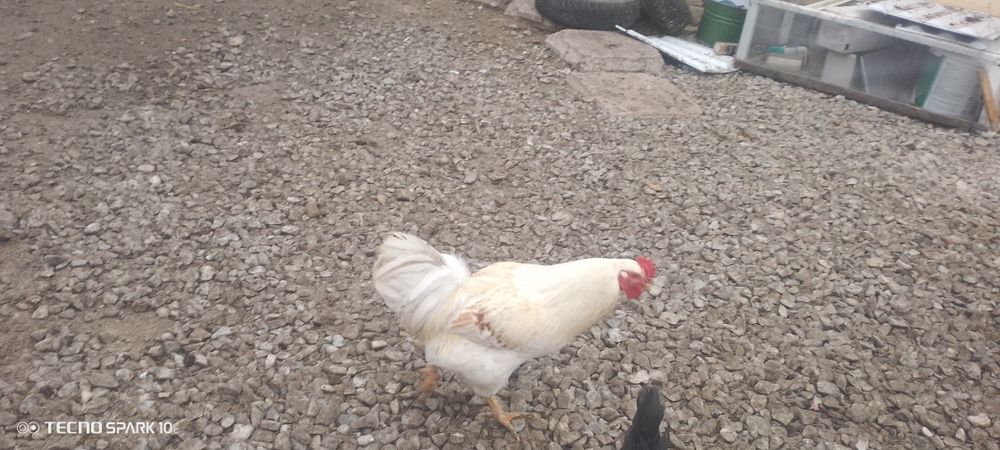 Кораздар сатылады