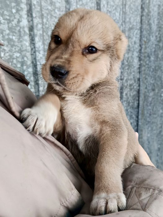 Продам щенков азиатов