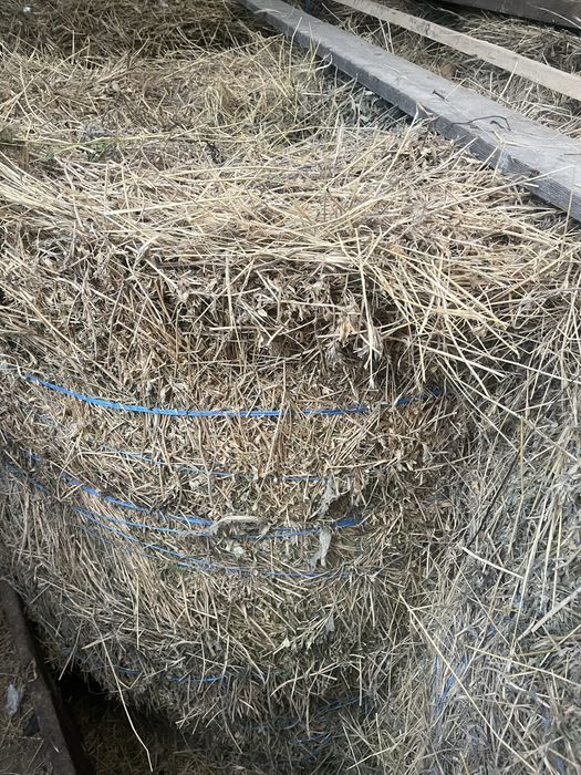 Baloti de fan  de vanzare