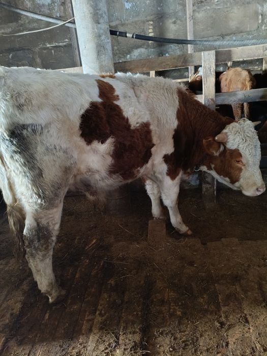 Симментал бык два года