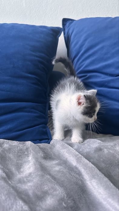 Котятки ищую новый дом
