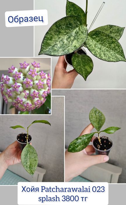 Хойя комнатные цветы