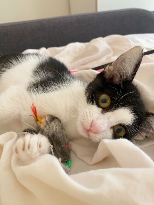 Котенце, момиче, 3 месеца
