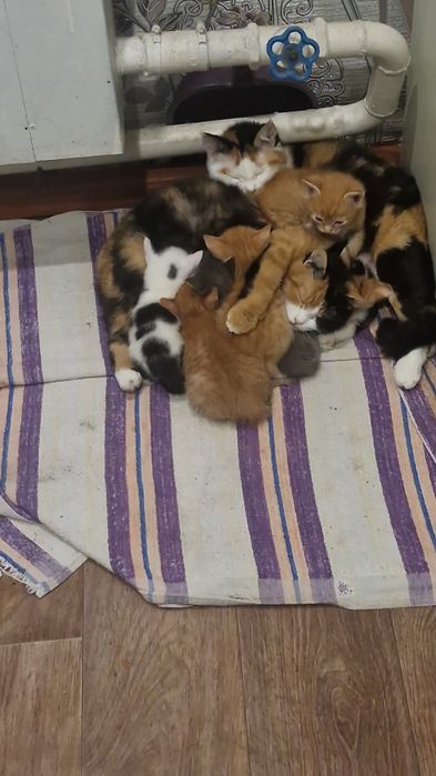 Животные  домашние