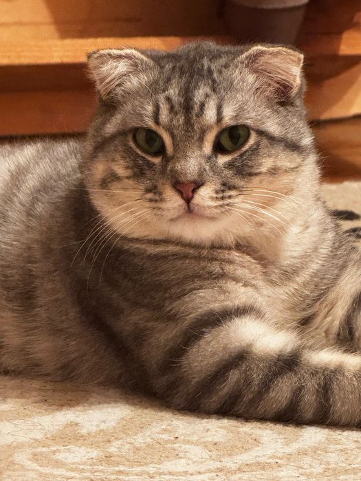 Скоттиш фолд мальчик