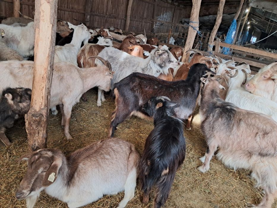 Se vand   70 Capre , 12 Edute .