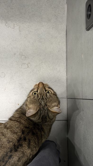 Ищем дом для кошечки