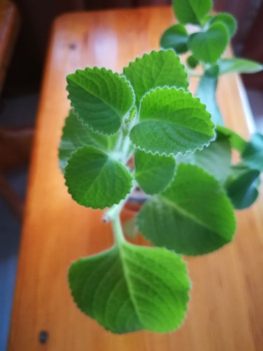 Продам отростки мяты декоративной