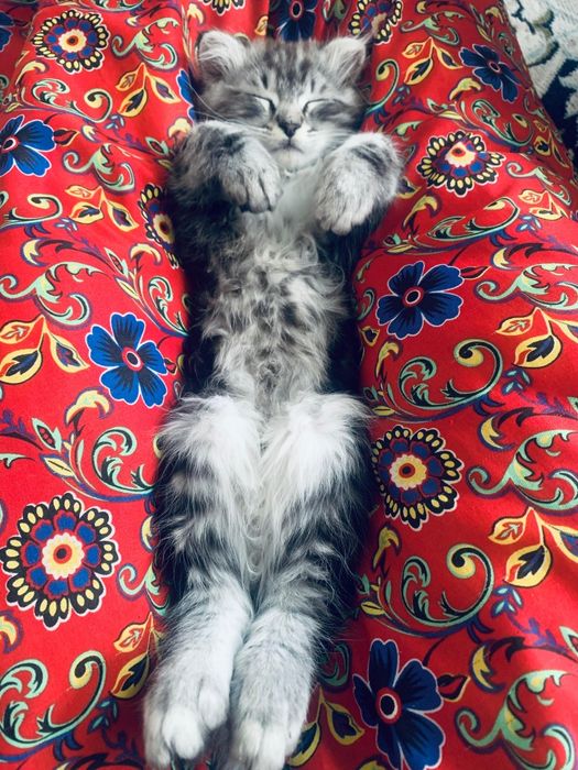 Продам котенка, Мальчик