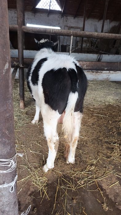 Екі буха сатылады