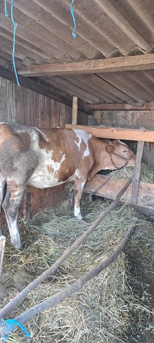 Vand junca si vitel.