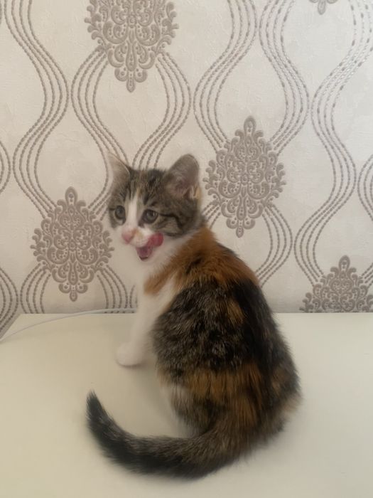 Котенок красивая игривая девочка