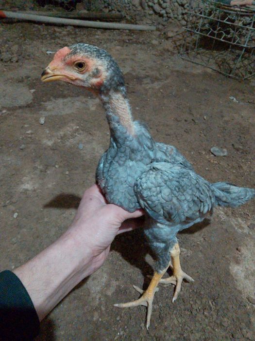 Дакан пепел шоже