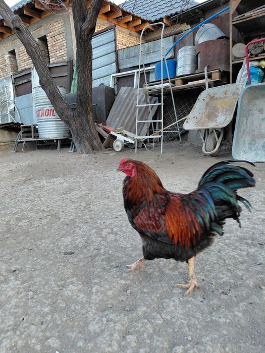 Кучинский петухи