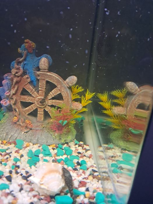 Мальки анциструсов (зеленые)