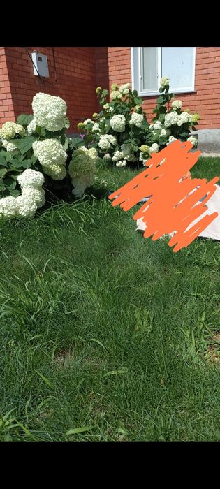 Гортензия древовидная