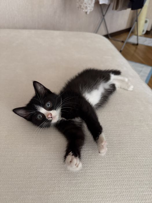 Котенок, примерно 3 месяца