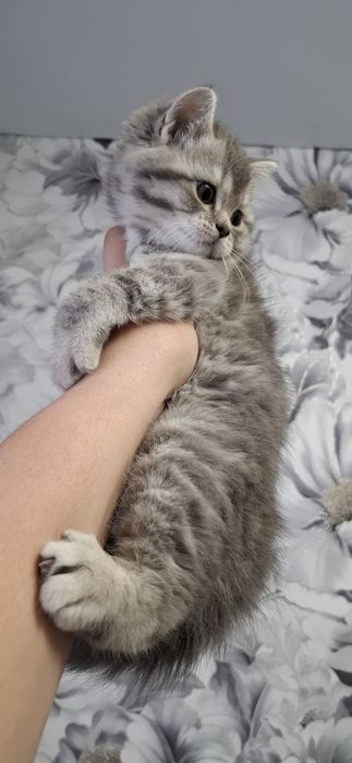 Шотландская малышка девочка