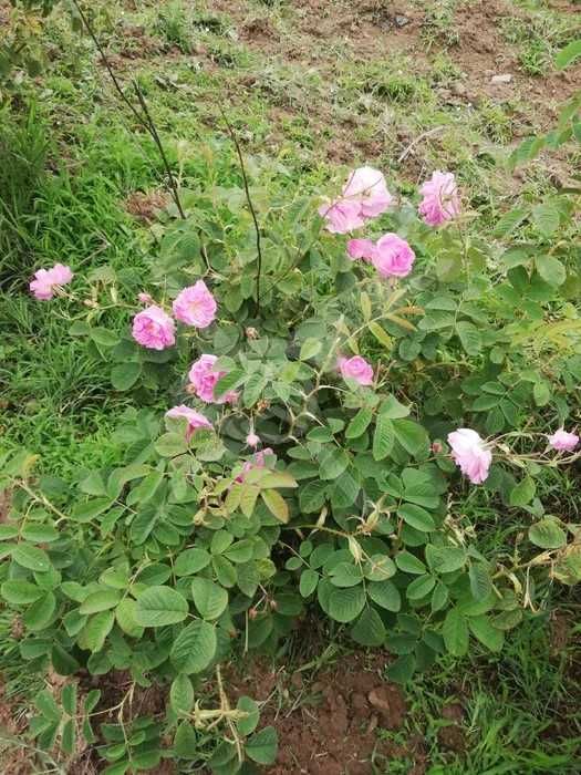 Земеделска земя в Карлово! 55296