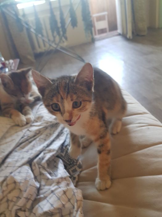 отдам котят 2 девочки
