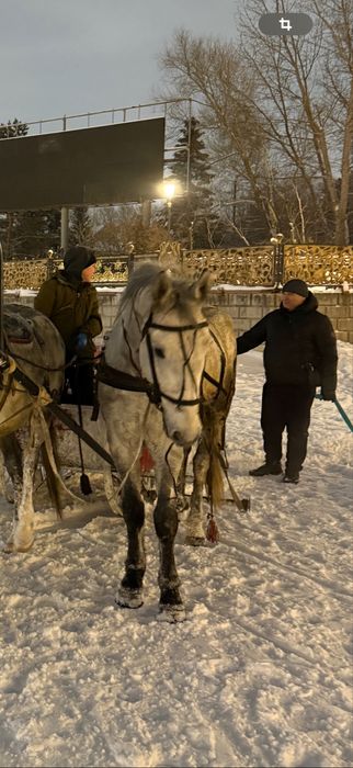 Айғыр 5 6 жасар бойы 1.65 мынгы