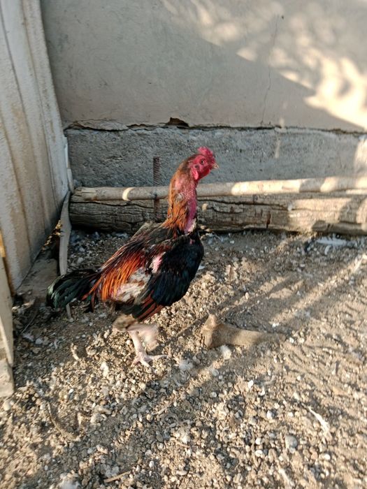 Цыплята дакан о шамо