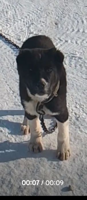 Алабай кушик щенок