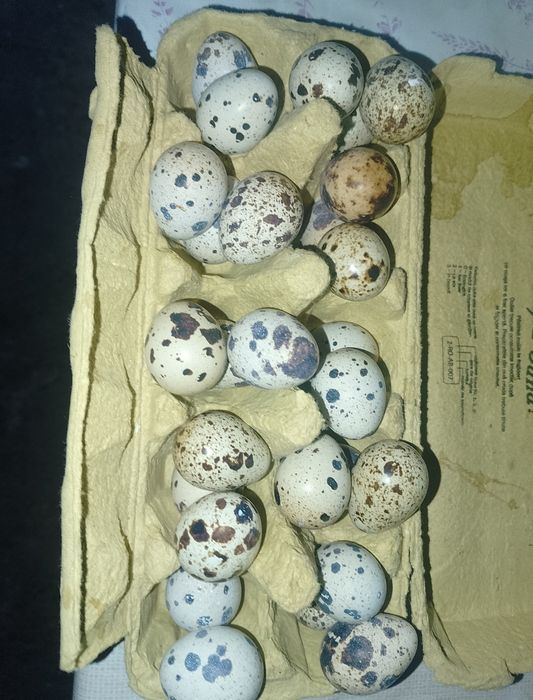 Vând oua de prepeliță