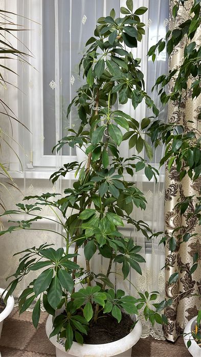 Комнатные цветы (деревья)
