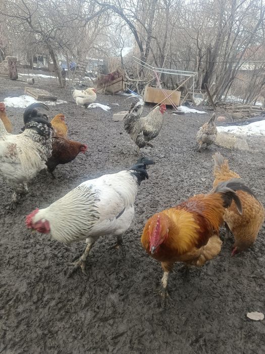 Кученский рабочий 1.5г