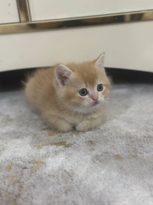 Britaniya kalta yungli mushugi