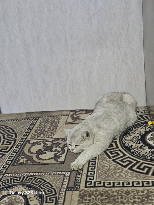 Serebristaya Shinshilla Britan