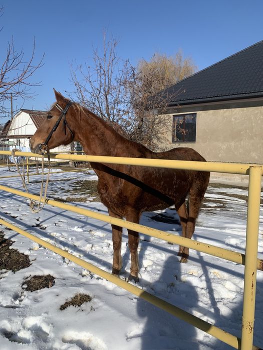 Жуас минги семиз  бие сатылады