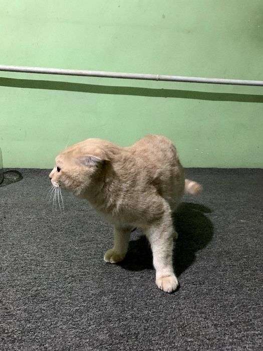 Fold mushuk narx kelishiladi