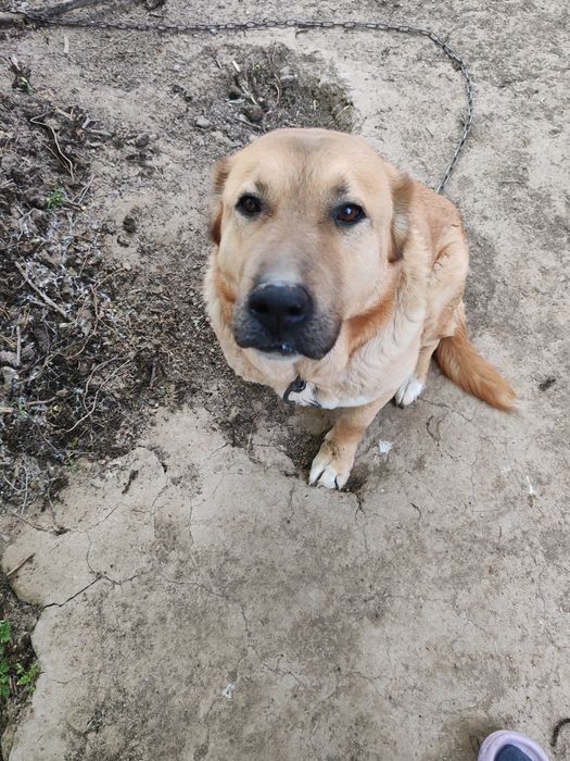 Отдам в добрые руки