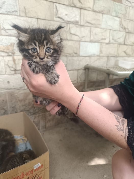Животные котята пк