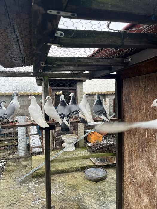 Porumbei de zbor la înălțime