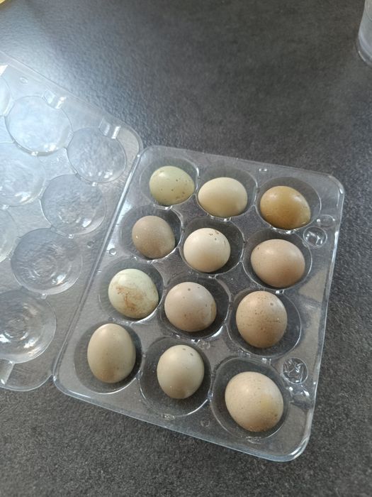 Малки пъдпъдъци продава