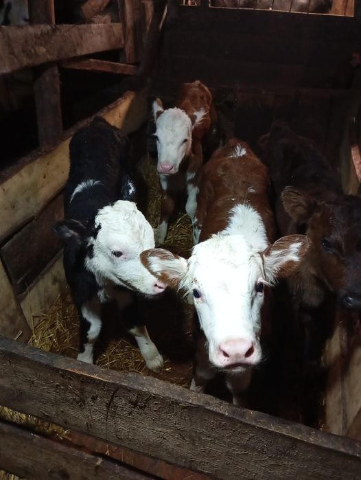 Продам телят недельные.