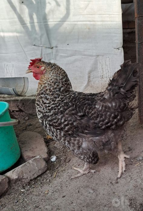 Продам домашних кур