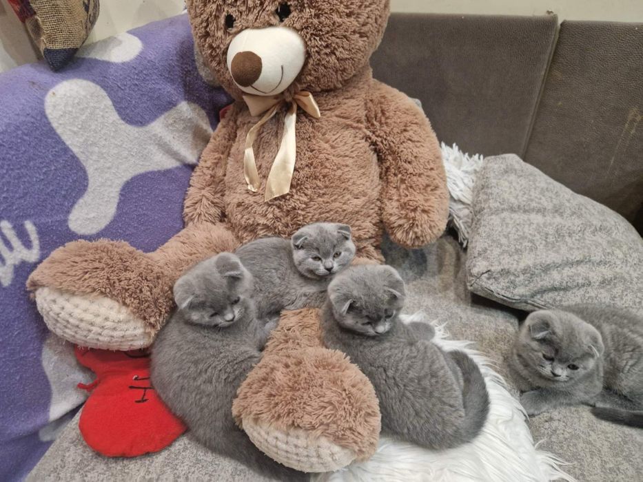 Шотлански късокосмести котенца